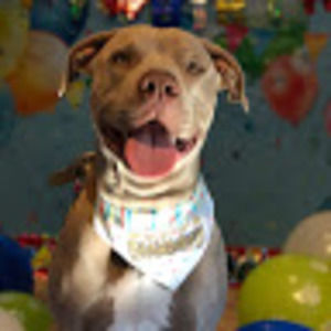 Meet your Posher, Priscilla